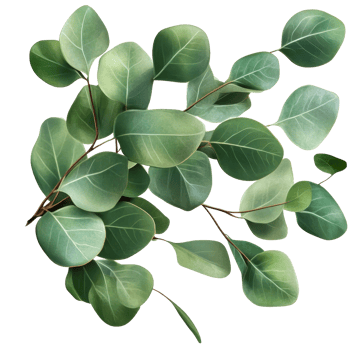Fresh eucalyptus leaves on a vibrant green twig, showcasing natures beauty in a sunlit garden, Fresh eucalyptus leaves on tree twig a green foliage transparent png