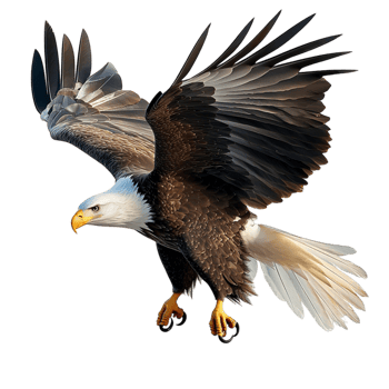 Majestic bald eagle soaring with powerful wings spread wide png