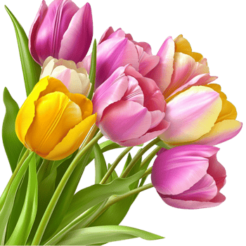 Colorful bouquet of pink yellow and purple tulips with green leaves png