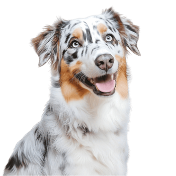 Happy Australian Shepherd dog with blue eyes and a fluffy coat png