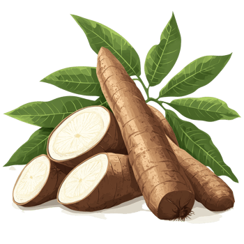 Fresh organic cassava roots with green leaves, showcasing natural produce and agricultural bounty, Fresh organic cassava with leaves illustration transparent background png