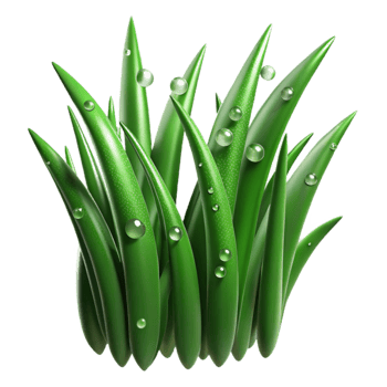 impressive creative Green Grass Blades with Dew Drops Transparent Background high quality png