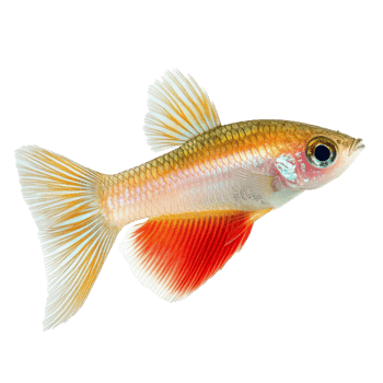 Molly fish swimming gracefully with vibrant colors showcased on a transparent background for clarity, Molly fish isolated on transparent background png