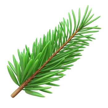serene classic Green Pine Branch Isolated with Realistic Needles professional png