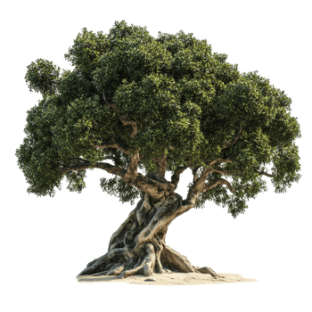 A majestic big tree with lush foliage displayed on a transparent background for artistic presentation, big tree plant on transparent backgroundfile png