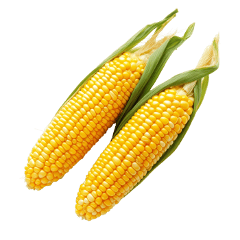 Fresh corn cobs with husks resting on a clean transparent background showcasing vibrant yellow kernels, Popcorn on transparent background png