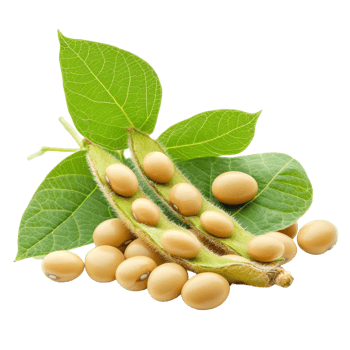 Fresh soybean pods and seeds isolated on a transparent background showcasing their natural color and form, Soybean isolated on transparent background png