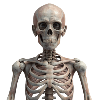 dramatic traditional Human Skeleton Front View Transparent high resolution png