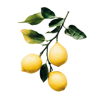 Fresh lemons on a branch against a clean transparent background with subtle highlights, Branch with Fresh Lemons on transparent background png