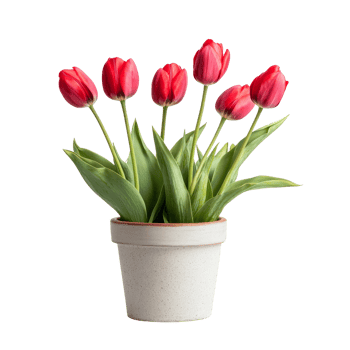 Vibrant red tulips blooming beautifully in a simple pot on a light transparent surface, Beautiful natural tulip flowers in a pot on a transparent background png