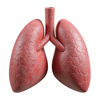 wonderful minimalist Lung Model with Bronchi Isolated Element high quality png