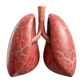 elegant rustic Lungs Human Anatomy Transparent Background genuine png