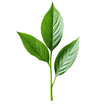 Fresh green leaves on a stalk isolated against a clean transparent background for naturalthemed designs, stalk green leaf isolated on transparent backgroundfile png