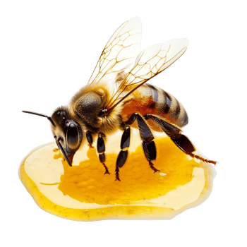 Bee collecting honey on a golden honeycomb droplet against a transparent background, bee and its honey, isolated, transparent background png