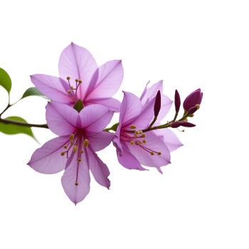 Delicate Purple Blossoms Isolated on White Ideal for Art Print Use png