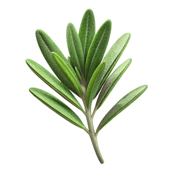 beautiful classic Thyme Sprig Fresh Cutout Isolated Element 4K png