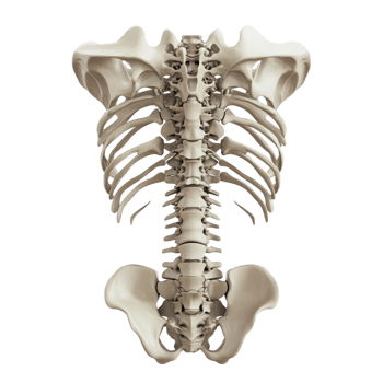 A human skeleton with a lower back and back facing the camera isolated on transparent background png