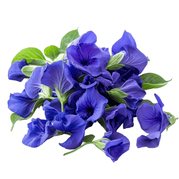 Closeup of vibrant butterfly pea flowers arranged with fresh green leaves displaying their rich blue hue, Closeup pile of Butterfly pea flowers with green leaves on transparent background png