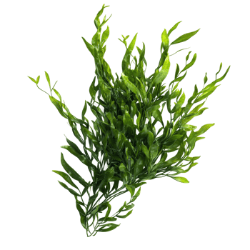 Isolated Potamogeton green algae bush arrangement showcasing detailed leaf structure and vibrant coloration, Potamogeton green algae bush, file of isolated object with shadow on transparent background png