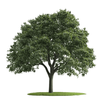 A detailed and realistic depiction of a vibrant tree on a pristine transparent background showcasing its lush green foliage, Photorealistic Tree on transparent background png