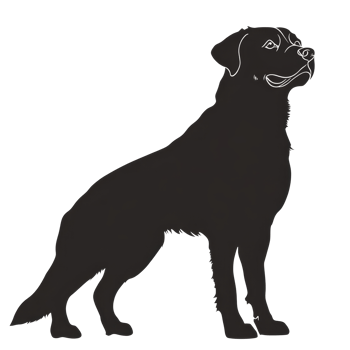 Majestic silhouette of a graceful Rottweiler standing proud against a blank background, Graceful Rottweiler Majestic Canine Silhouette on transparent background png