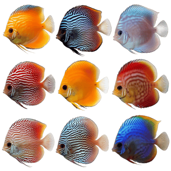 Colorful diverse discus fish displayed on a transparent backdrop for aquatic enthusiasts and aquarium lovers, discus fish isolated on transparent background png