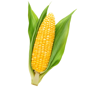 Fresh corn on the cob with green husks isolated on a transparent background suitable for culinary use and agricultural displays, Corn seedsisolated on transparent background png