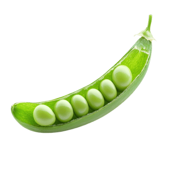 Fresh green pea pod with vibrant peas isolated on a clean transparent background for culinary use in recipes, pea isolated on transparent background png