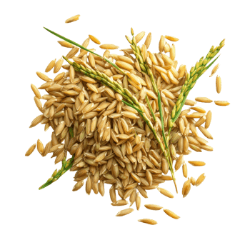 Top view of paddy rice with fresh green shoots on a clean transparent background, highlighting natural agricultural beauty, Paddy rice top view on transparent background png