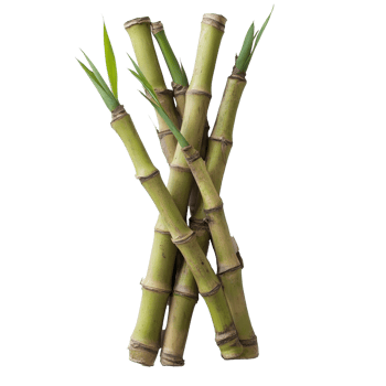Fresh bamboo shoots displayed artfully on a clean transparent background for culinary use, Bamboo shoots on transparent background png