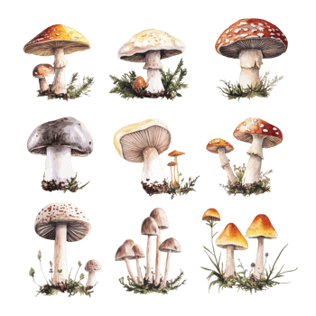 Explore a vibrant collection of retro vintage mushrooms on a clean transparent background, Various types of retro vintage mushroom transparent background png