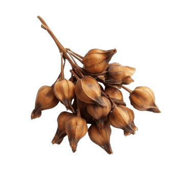 Thai herb Tiliacora triandra showcased in detail, highlighting its dried seed pods from Thailand, Baiyanang Thai name Tiliacora triandra. Thai herb top view on transparent background png