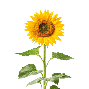 Bright sunflower with green leaves isolated on a transparent background showcasing natural beauty and vibrant colors, Sunflower, isolated, transparent backgroundGenerative IA png