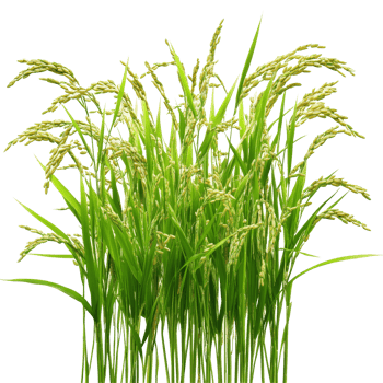 Green rice plants standing tall and vibrant against a crisp transparent background highlighting their fresh appearance, Green rice plants isolated on transparent background png