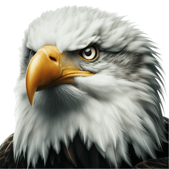 Fierce Bald Eagle Side Profile png