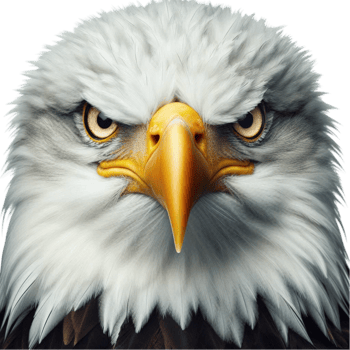 Fierce Bald Eagle with Intense Eyes png
