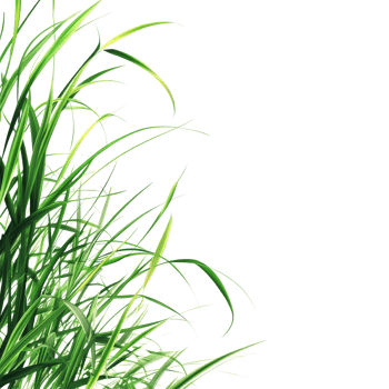 Stylized grass border on a bright transparent background for vibrant design and decoration purposes, grass border stylized on transparent background png