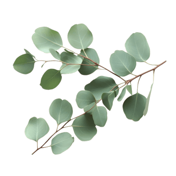 Eucalyptus branch with green leaves arranged neatly on a transparent background for a clean and minimalistic look, eucaliptus branch with leaves isolated transparent background png
