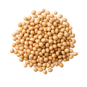 Isolated soy bean seeds on a transparent background, showcasing their natural color and shape for clarity, Soy beans seeds isolated on trransparent png