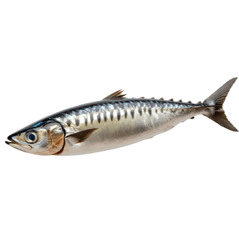 Mackerel fish displayed on a transparent background for culinary presentation, a mackerel fish isolated on transparent background png