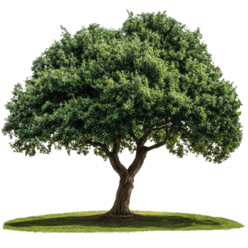 Stunning oak tree with lush green leaves on a transparent background for digital designs, A beautiful tree Oak isolated transparent background png