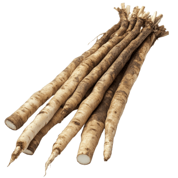 Fresh burdock roots arranged on a clean transparent background showcasing their earthy texture and natural form, Fresh Burdock roots on transparent background png