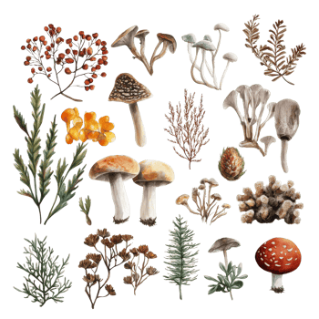 A diverse assortment of colorful mushrooms and plants is arranged against a bright transparent backdrop, Beautiful nature items isolated on transparent background or transparent backgroud png