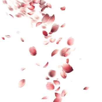 Delicate pink petals swirling gently in the air against a bright transparent background, Blurry Petals Flying on transparent background png