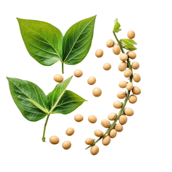 Fresh soybeans and leaves arranged on a transparent background showcasing a vibrant natural composition, Soybeans on transparent background png
