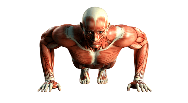 The muscles of a man are shown on a black background png