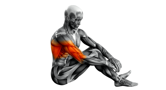 Muscular anatmoical man sitting on transparent background png