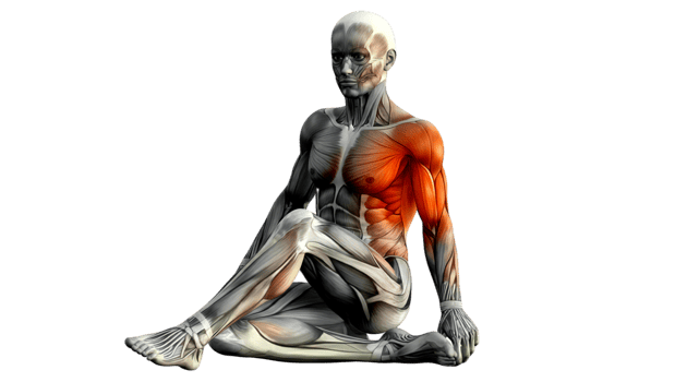 The muscles of the human body png