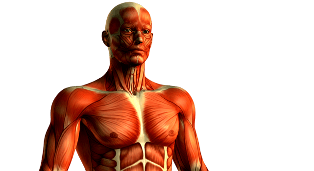 The muscles of the human body png