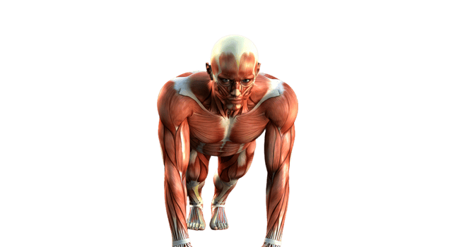 A man with muscles on his back running png